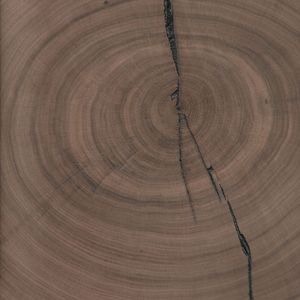 Amerikanischer Nussbaum Hirnholz Amerikanischer Nussbaum Hirnholz