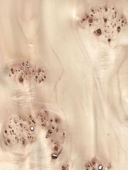 Poplar burl Poplar burl