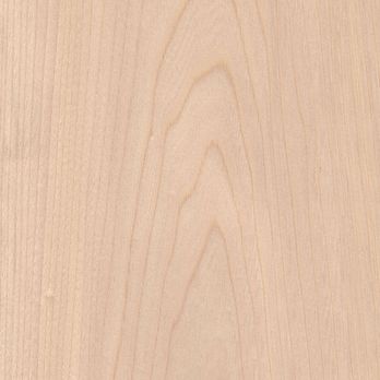 Weißulme Blume Weißulme Blume