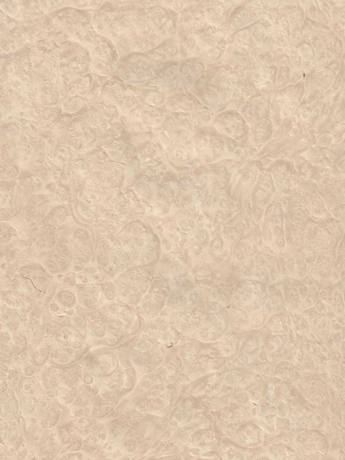 Desert Sand Madrona Burl Desert Sand Madrona Burl