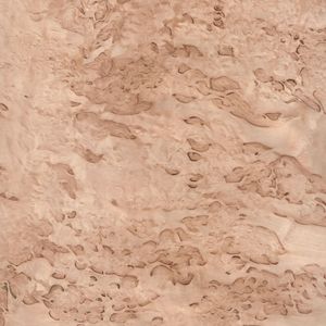 Birch burl Birch burl