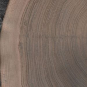 Amerikanischer Nussbaum Hirnholz Amerikanischer Nussbaum Hirnholz