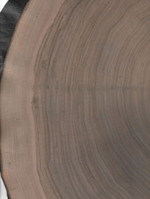 Amerikanischer Nussbaum Hirnholz