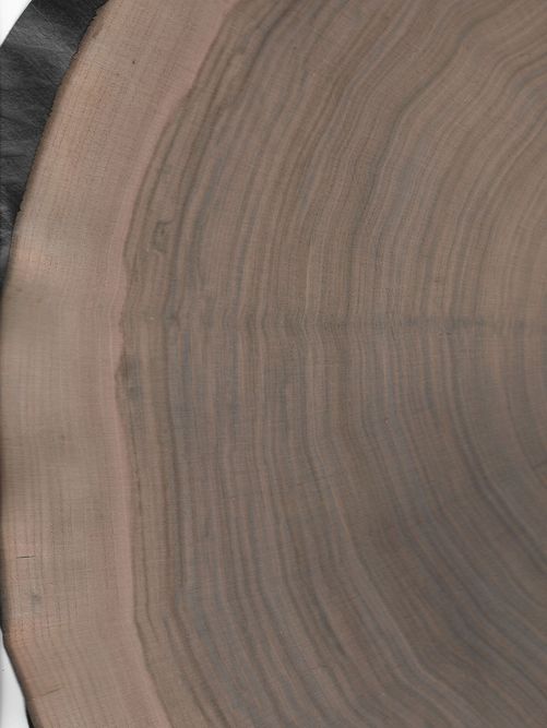 Amerikanischer Nussbaum Hirnholz Amerikanischer Nussbaum Hirnholz
