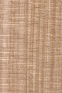 Sägeraue Eukalyptus Streifer