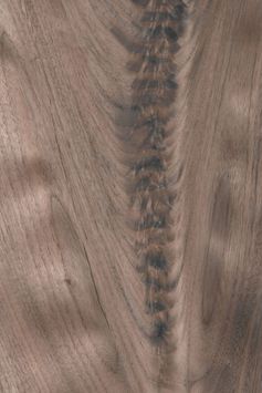 Amerikanischer Nussbaum Pyramide