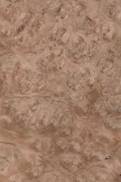 Europäische Eiche Maser