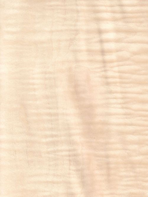 Curly maple