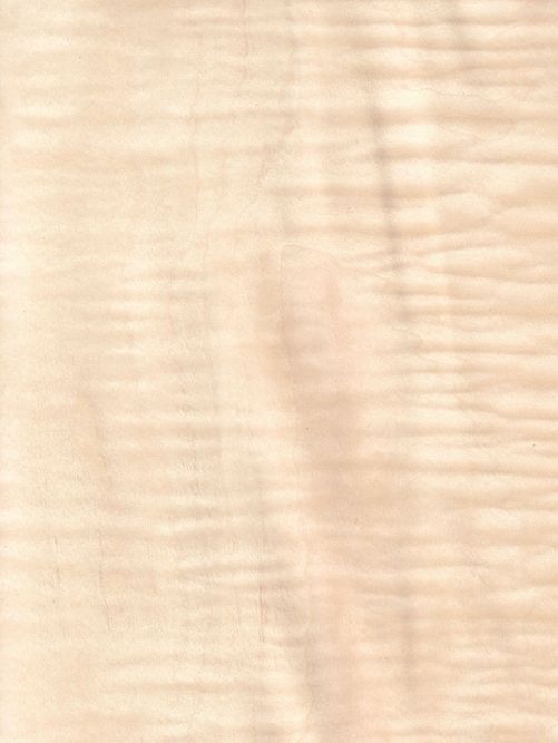 Curly maple Curly maple