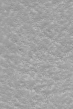 Silver Blade Birdseye Maple