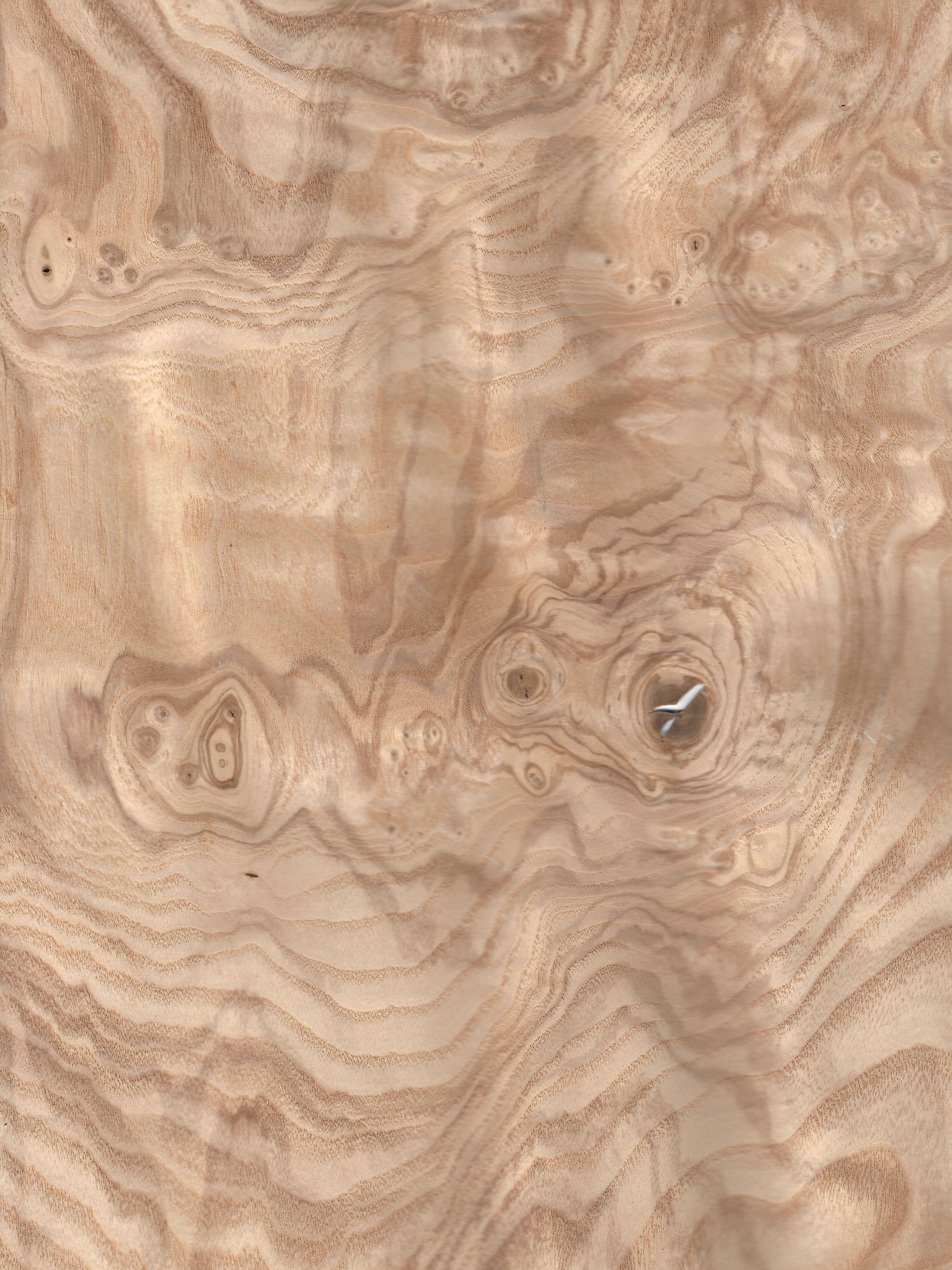 Olive Ash Burl wood veneer 8" x 12" with no backing raw veneer 1/42" thickness 